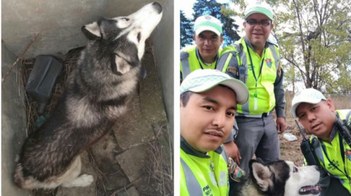 Agentes de la PMT buscan a familia de un perro perdido en la zona 15