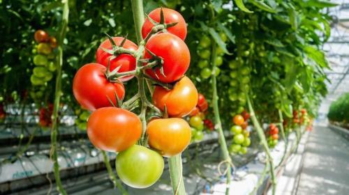 ¿Por qué los tomates no saben igual? Esto es lo que están investigando