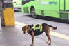 El "Perro Transmetro” que se hizo viral