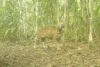 Así fue captado un jaguar en la selva petenera