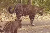 La tierna escena captada por cámaras trampa en la selva de Petén