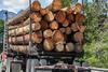 MARN explica origen del camión con madera en cercanías de Tikal