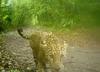 Así captan la vida de los jaguares en la selva de Petén (video)