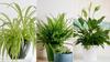 Plantas que ayudarán a eliminar el moho y la humedad en casa