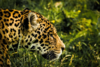 Turista capta a Jaguar en el parque Tikal