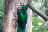 Quetzal es captado dando de comer a sus crías