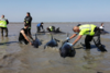 Salvan a 17 delfines en playa del suroeste de Francia