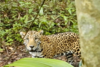 Así fue captado en video un jaguar en selva petenera