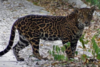 En plena carretera de Petén encuentran un adorable jaguar 